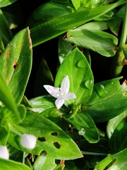 Spermacoce articularis