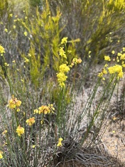 Glischrocaryon behrii