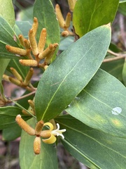 Persoonia laurina