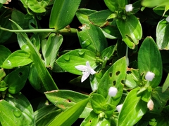 Spermacoce articularis