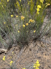 Glischrocaryon behrii