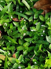 Spermacoce articularis