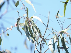 Eucalyptus propinqua