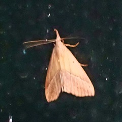 Hypena lividalis