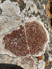 Haematomma