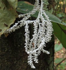 Brunneocorticium corynecarpon