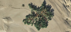 Atriplex elegans fasciculata
