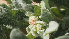 Atriplex elegans fasciculata