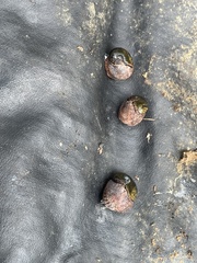 Stanisicarion freycineti