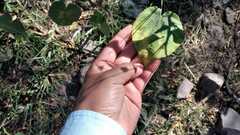 Wissadula amplissima