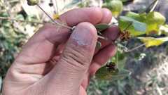 Wissadula amplissima