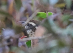 Thryothorus ludovicianus