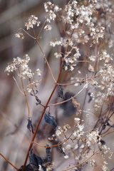 Eupatorium serotinum
