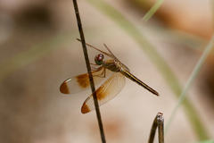 Neurothemis stigmatizans