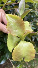 Exobasidium camelliae