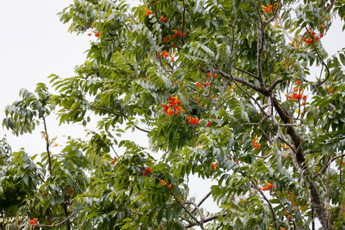 Castanospermum australe