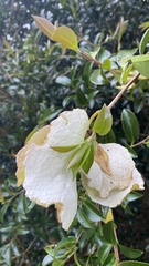 Exobasidium camelliae