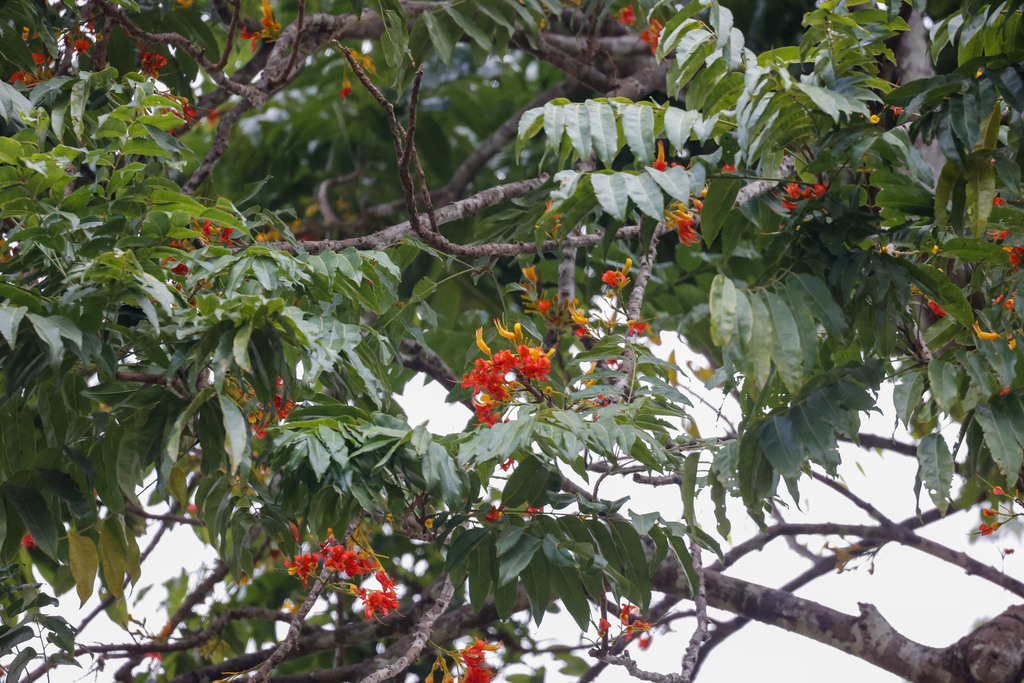 Castanospermum australe, Lockhart QLD 4892, Australia