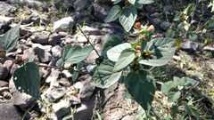 Malvastrum bicuspidatum