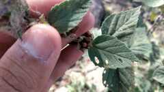 Malvastrum bicuspidatum