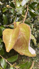 Exobasidium camelliae