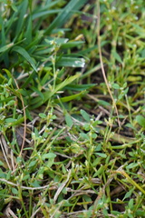 Polygonum aviculare