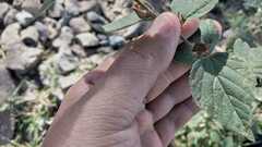 Malvastrum bicuspidatum