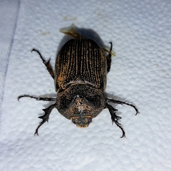 Coelosis sylvanus
