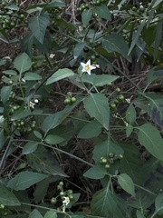 Solanum douglasii