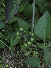 Solanum douglasii