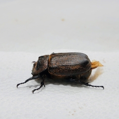 Coelosis sylvanus