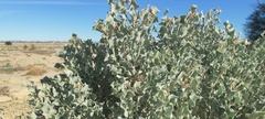 Atriplex hymenelytra