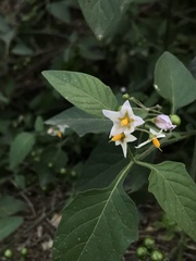 Solanum douglasii