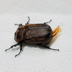 Coelosis sylvanus