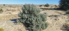 Atriplex hymenelytra