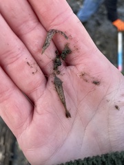 Crangon septemspinosa