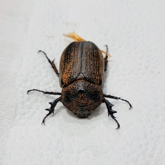 Coelosis sylvanus