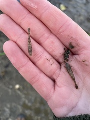 Crangon septemspinosa