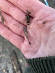 Crangon septemspinosa