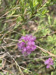 Melaleuca thymifolia