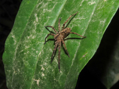 Heteropodinae