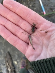 Crangon septemspinosa