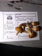 Pholiota adiposa