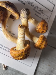 Pholiota adiposa