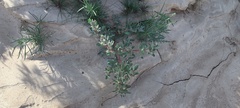 Atriplex elegans fasciculata