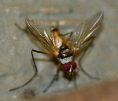 Cholomyia inaequipes