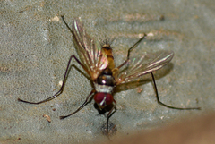 Cholomyia inaequipes