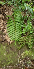 Blechnum chilense