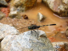 Orthetrum serapia