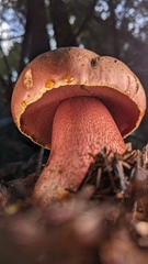 Rubroboletus pulcherrimus